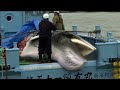 Japan to start hunting fin whales | REUTERS  - 01:10 min - News - Video
