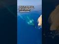 Dog of captain who lost boats in Lahaina wildfire gets up close with a humpback whale