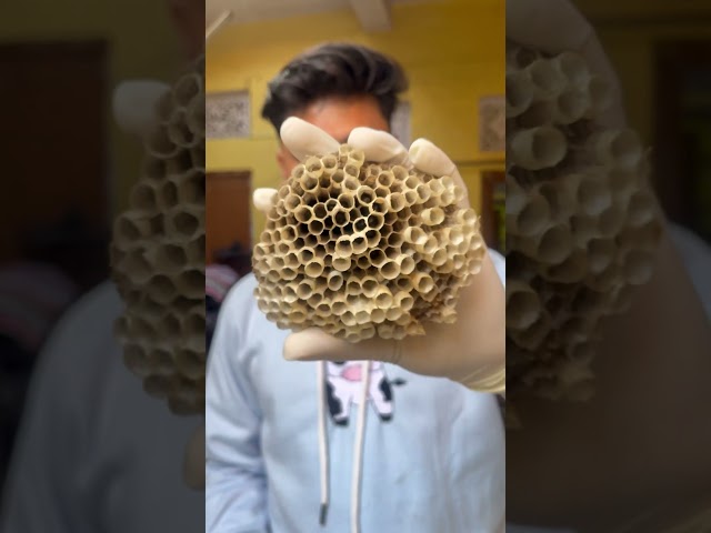 BEE HIVE IS ACTUALLY AMAZING
