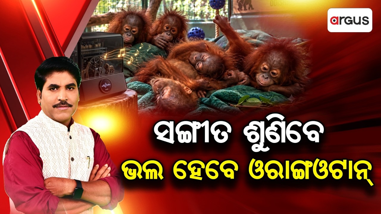 ପ୍ରଶ୍ନକାଳ | Music Therapy Helps Orangutans Recover Faster: Unique Wildlife Research | Argus News