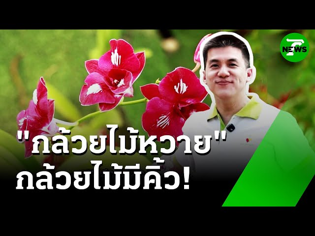 "กล้วยไม้" สายพันธุ์ใหม่ สุดคิ้ว! : ของดีเกษตรบ้านเรา | 18 ก.ค. 68 | ห้องข่าวหัวเขียว