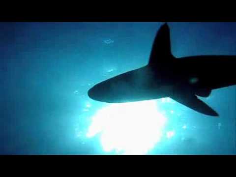 Ајкула - такси