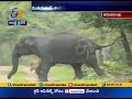 Video Of Elephant Running After Jackals at Mudumalai Forest Goes Viral