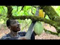 Hard-hit cocoa harvests in West Africa cause chocolate prices to soar worldwide  - 06:46 min - News - Video