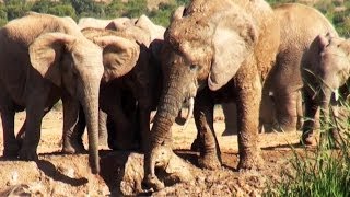 象媽媽解救陷在泥濘的小象