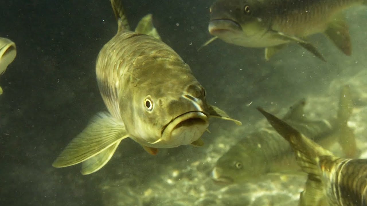 The Largest Carp in the World | Ganges | BBC Earth| BBC Earth