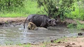 Herd Rescue Buffalo from Lion Attack