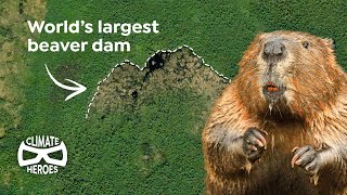 This Beaver Dam is So Huge, You Can See It from Space | Climate Heroes