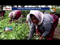 తమలపాకు సాగు...లాభాలు బాగు | Betel Leaves Cultivation | Matti Manishi | 10TV News  - 06:26 min - News - Video