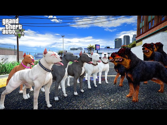 PİTBULL AİLESİ KANLI ROTTWEILER ÇETESİNİN EVİNİ BASIYOR! - GTA 5 PİTBULL'UN HAYATI
