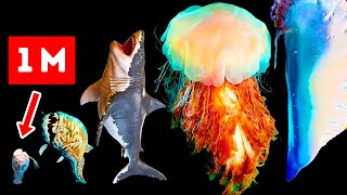 Опасные морские существа, которые крупнее мегалодона