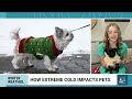 How to keep your pets safe from the severe winter weather  - 04:08 min - News - Video