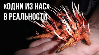 Если фильм «Одни из нас» случится в реальности, вот как это будет