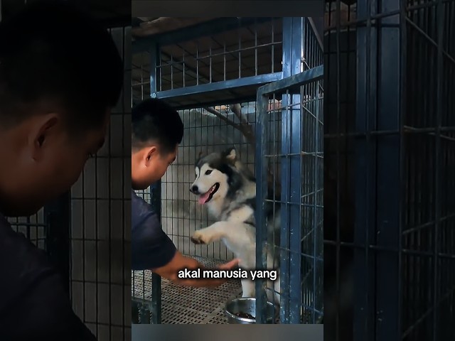 pria ini punya cara ampuh menjinakan anjing galak