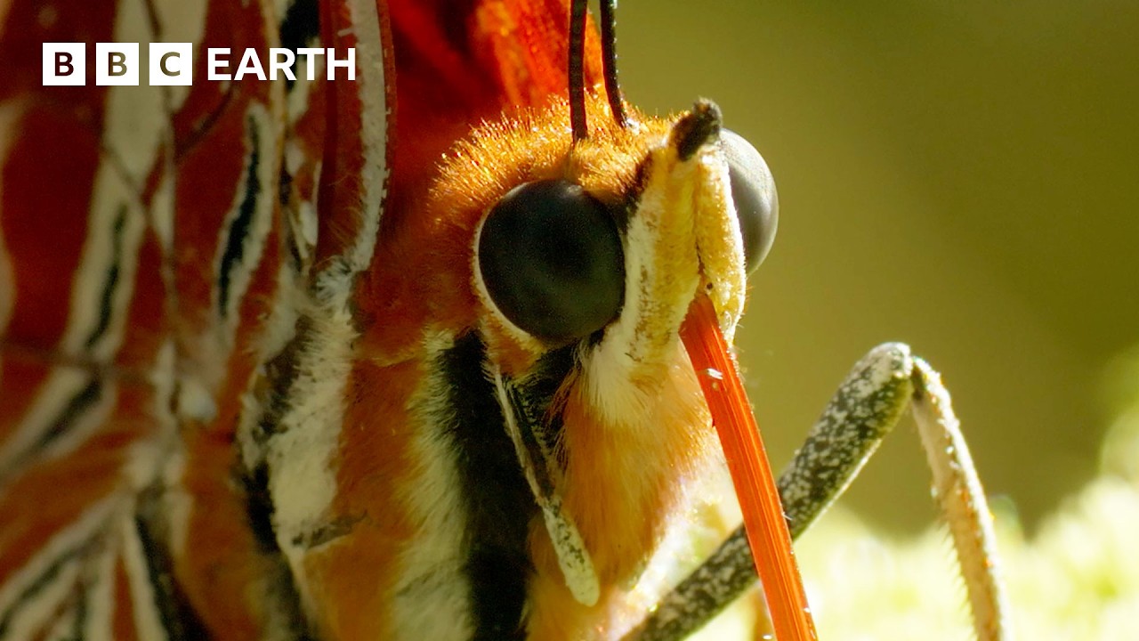 Spectacular Butterfly Mountaintop Gathering | Narrated by David Attenborough | Africa | BBC Earth