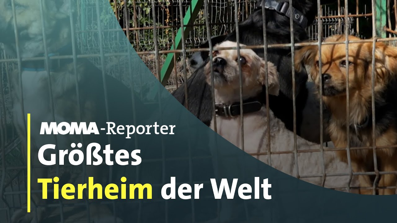 Im größten Tierheim der Welt | ARD Morgenmagazin