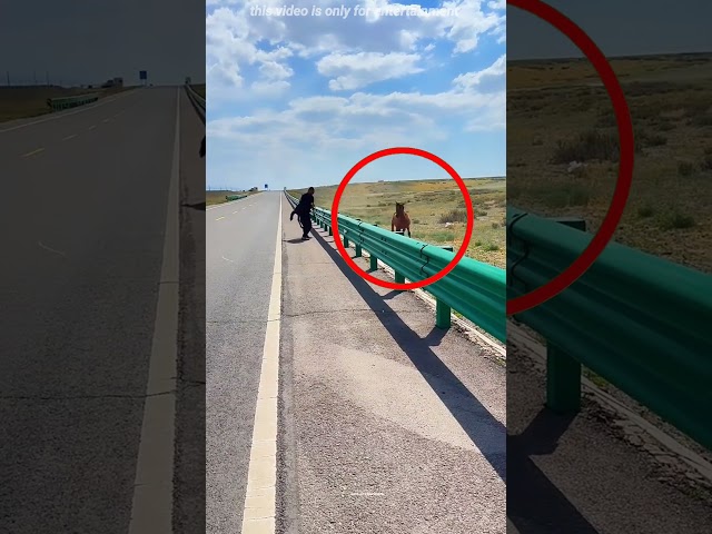 Foal Left Behind… What This Boy Did Next Will Melt Your Heart 💔❤️ #shorts