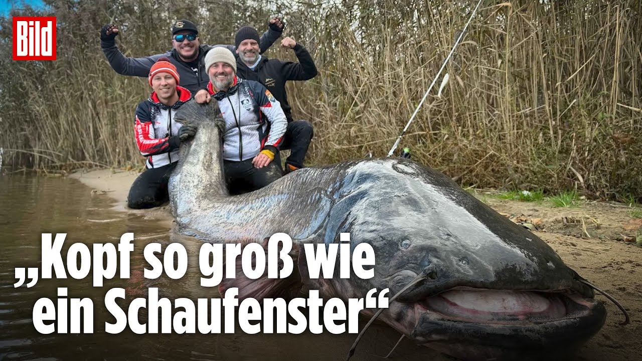 Polen: Monster-Wels knackt den Weltrekord