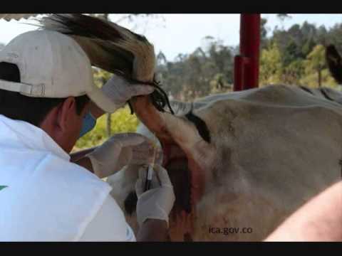 CAMPANA NACIONAL CONTRA LA TUBERCULOSIS BOVINA campana nacional contra la tuberculosis bovina: