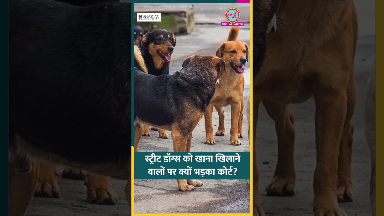 'घर में क्यों नहीं खिलाते' Stray Dogs को खाना ख‍िलाने वालों पर Supreme Court ने क्या कहा? #shorts