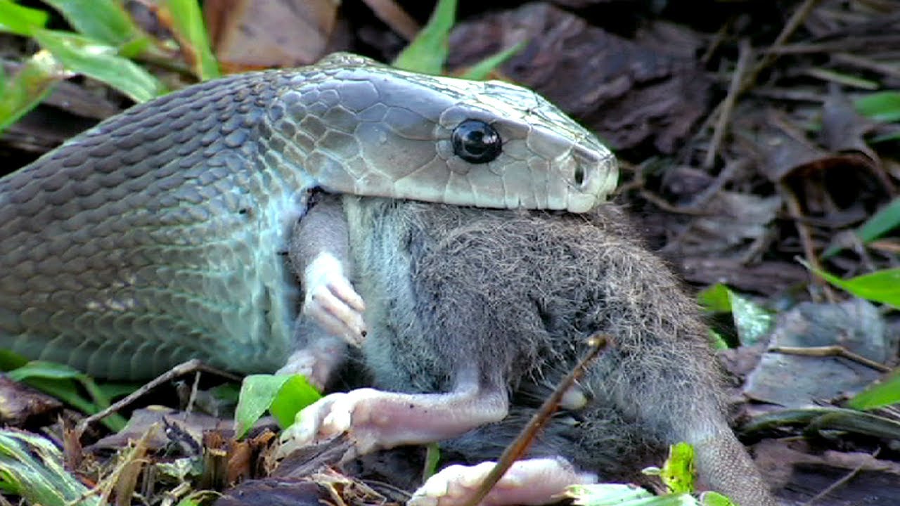 Black Mamba Eats Rat 02, Time Lapse Speed X6 - YouTube