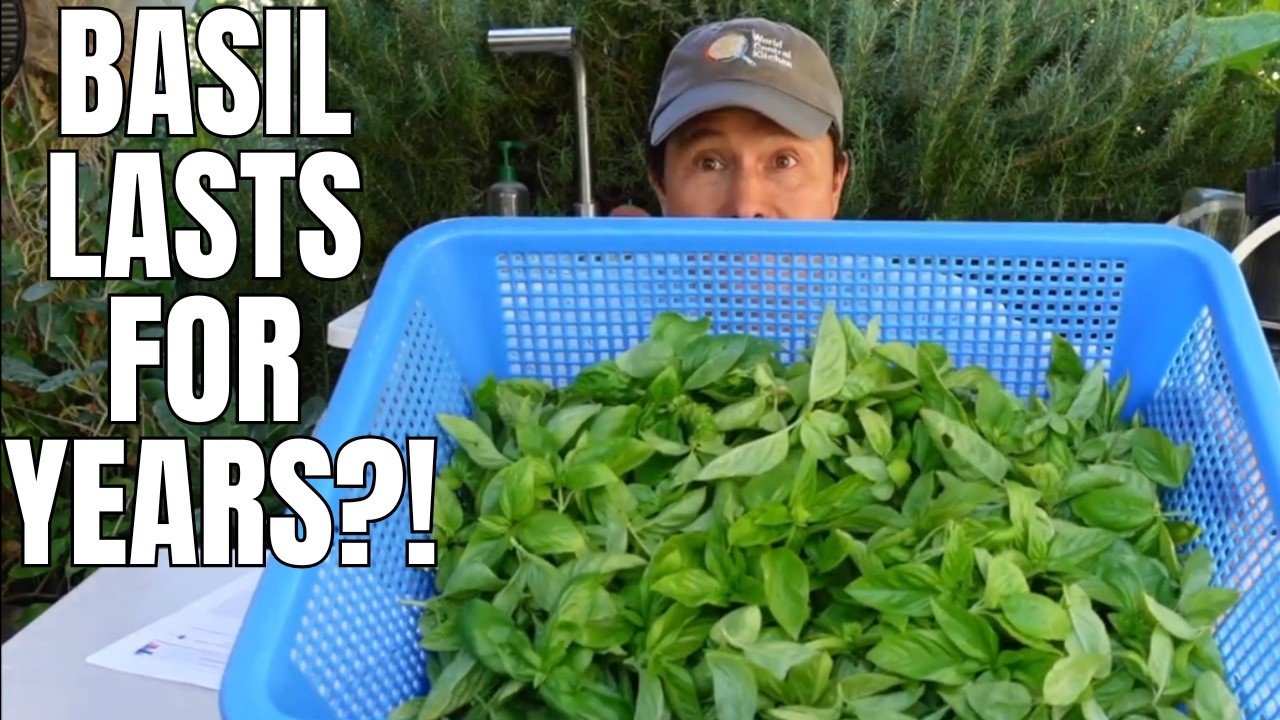 Don’t Dry Basil Until You Watch This – Most People Do It Wrong