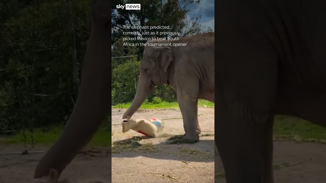 What do a duck, elephant, and poodle have in common?