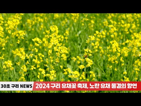 [30초구리NEWS] 2024 구리 유채꽃 축제, 성황리에 마쳐