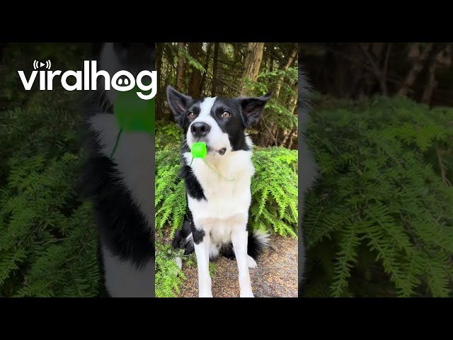 Dog Is Training to Be a Sports Coach  || ViralHog