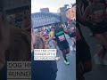 A dog named Stormy helped keep runners motivated at this years New York City Marathon  - 00:25 min - News - Video