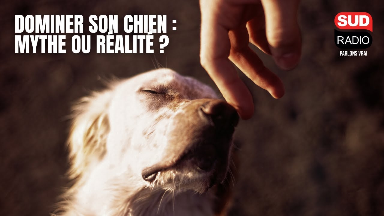 Un chien a besoin que son maître soit dominateur : vrai ou faux ?