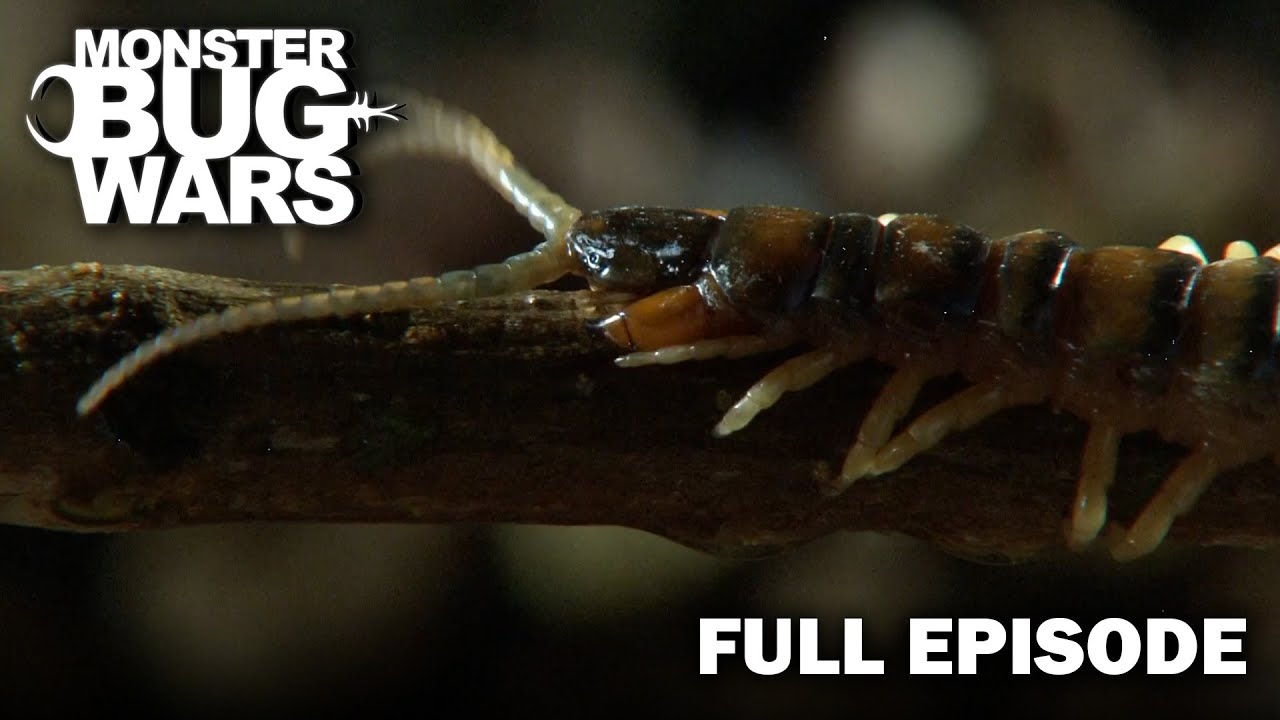 No-Holds-Barred: Scorpions, Crickets & Spiders Battle | S1E3 | Monster Bug Wars