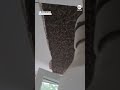 Upward of 180,000 bees found in home ceiling  - 00:32 min - News - Video