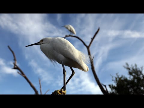 Migratory birds lose Obama-era legal protections