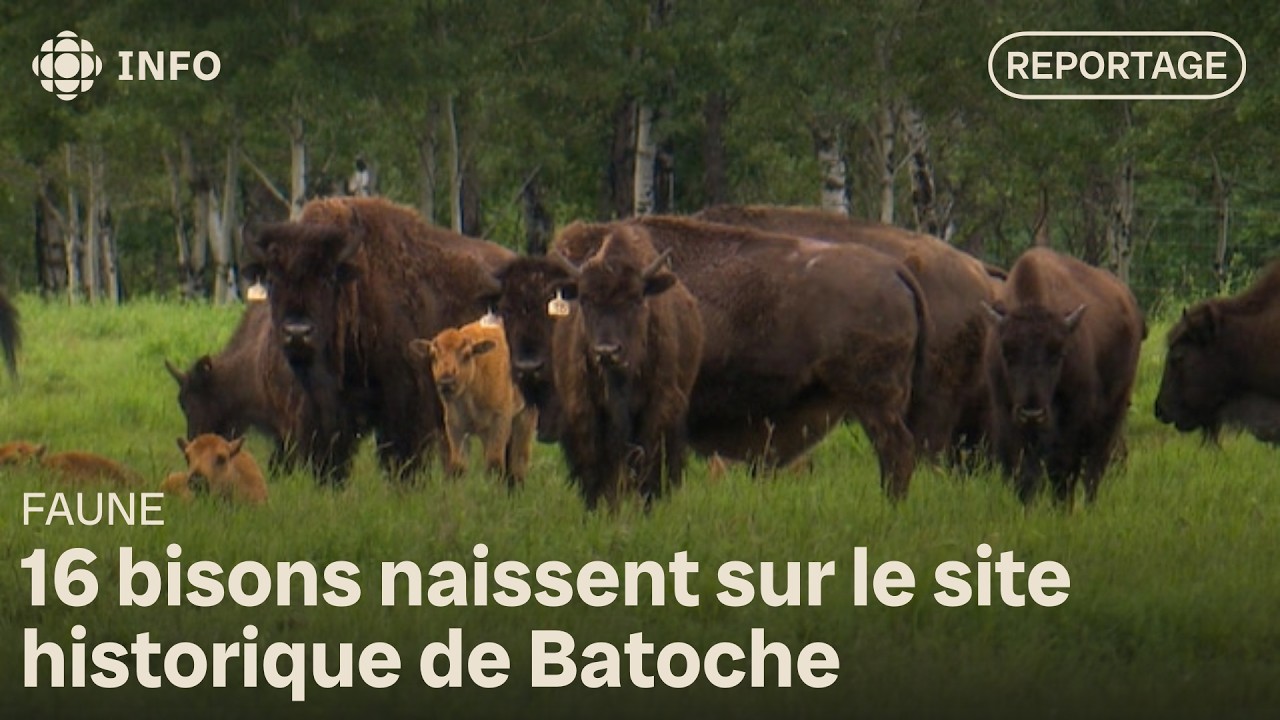 Batoche accueille 16 naissances de bisons, une première en 150 ans