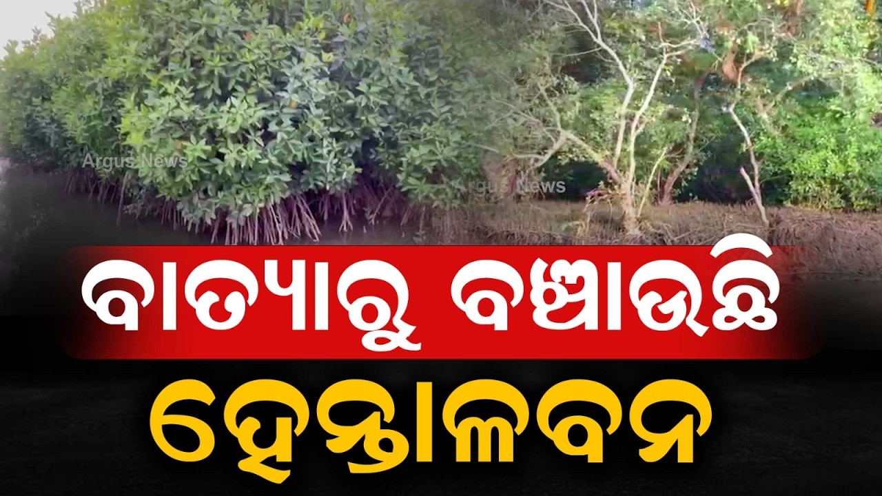 How Mangrove Forest Protects Astaranga Coast From Powerful Cyclones | Argus News