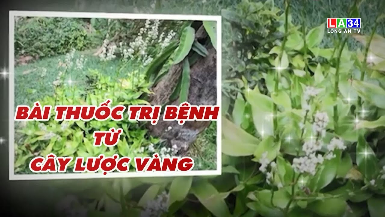 Món ăn bài thuốc: Bài thuốc chữa bệnh từ cây lược vàng