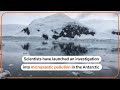 Scientists launch probe into microplastics in Antarctic | REUTERS