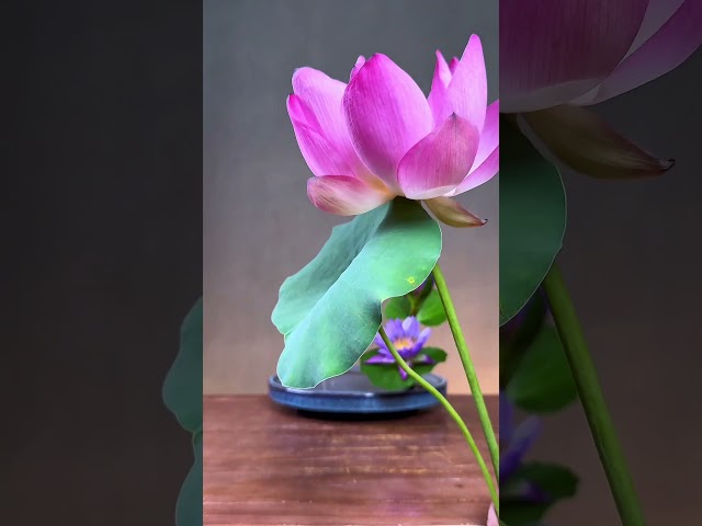 浮香绕曲岸，圆影覆华池。 #diy #florist