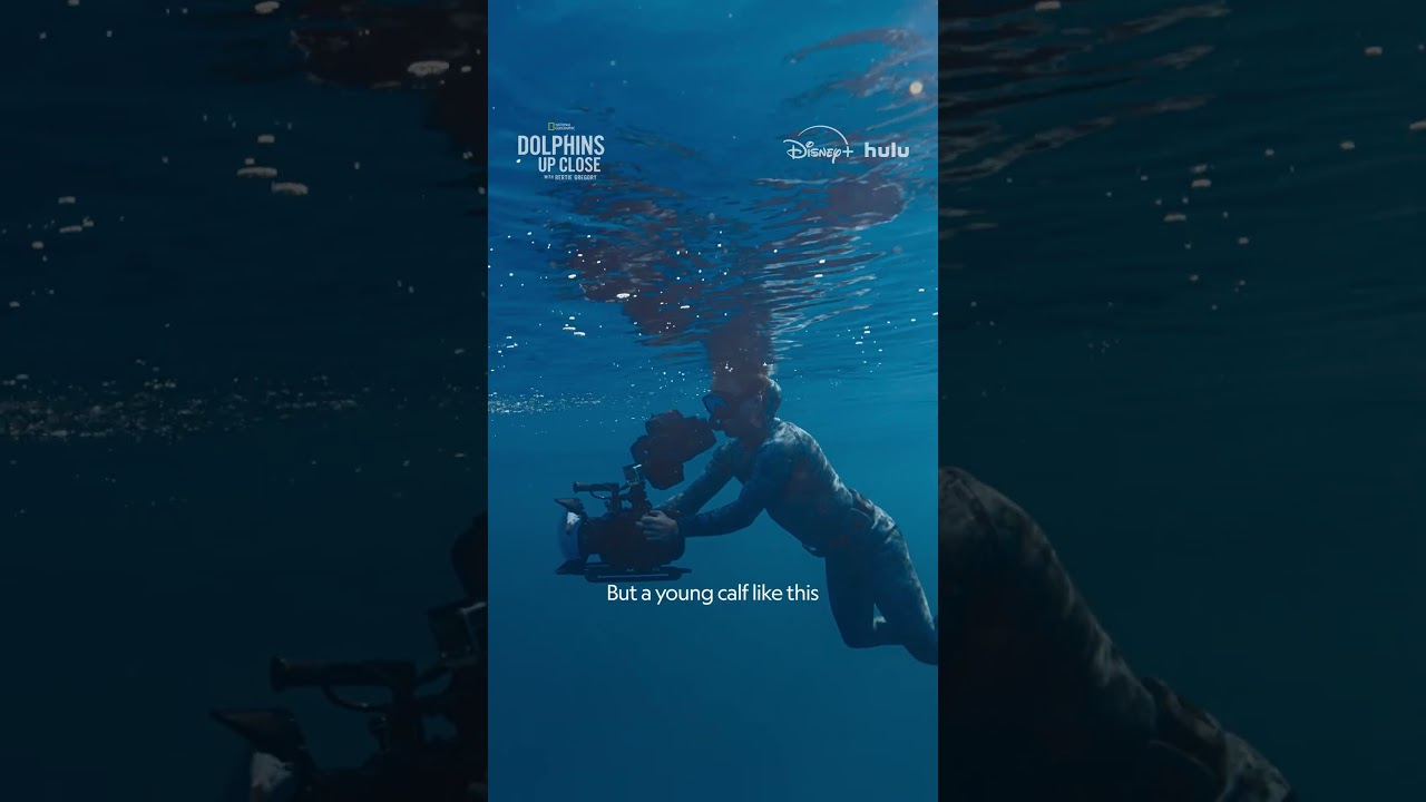 Sperm whales are free-diving experts, but it's a skill calves have to learn. #DolphinsUpClose