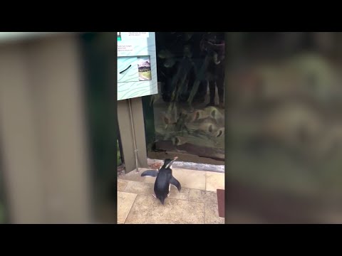 Penguins visit other zoo animals during coronavirus shutdown