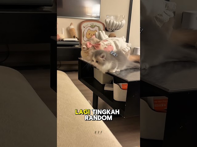 Lucu Banget!! Si Astor Tingkah Nya Usil Banget Guys