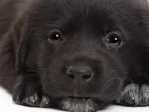 chien qui chante