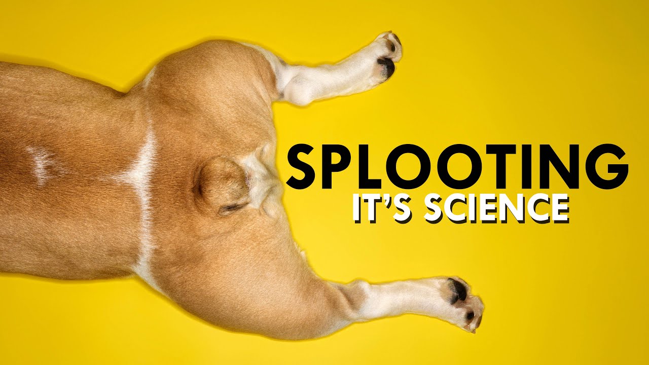 Splooting: The Science Of Staying Cool 😎