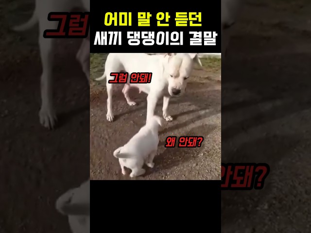 엄마 댕댕이 말 안 듣던 새끼 댕댕이의 결말 #멍멍이 #강아지 #새끼강아지 #댕댕이 #개
