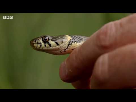 Upload mp3 to YouTube and audio cutter for The amazing grass snake download from Youtube
