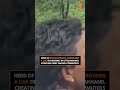 Wild Elephants Storm NH-534 Near Kotdwar , Uttarakhand — Traffic Comes to a Standstill | News9
