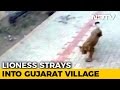 Lioness Strays Into Village; Captured In Amreli District Of Gujarat