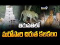 తిరుపతి లో మరోసారి చిరుత కలకలం | Cheetah Roaming At Tirupati | Prime9 News