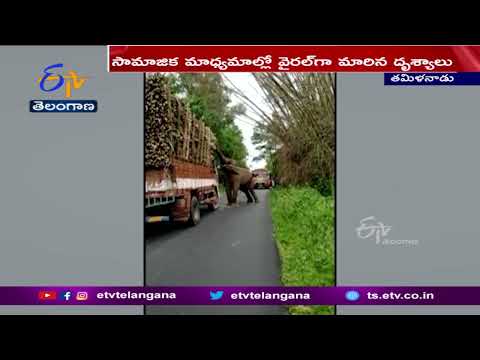 Elephant eats sugarcane from truck, video goes viral